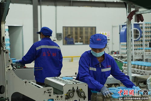 贵港港北区 食用菌生产迈向工厂化 产业升级焕发新活力